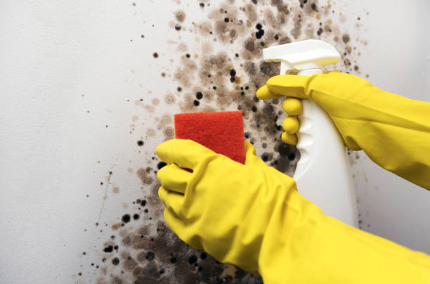 Best Post-Flood Mold Remediation in Decorah, IA